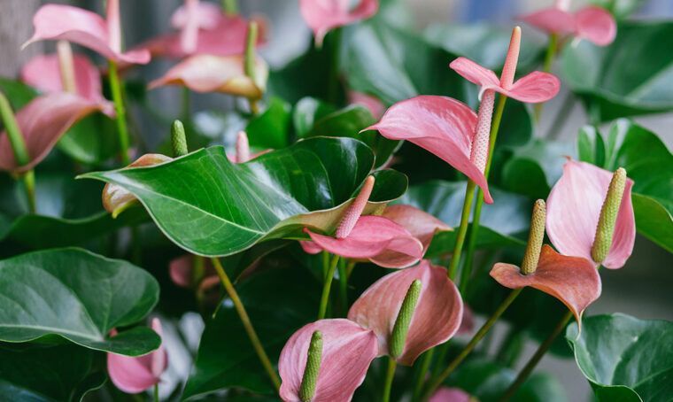 Anthurium, elegante e facile da coltivare: la pianta perfetta in casa