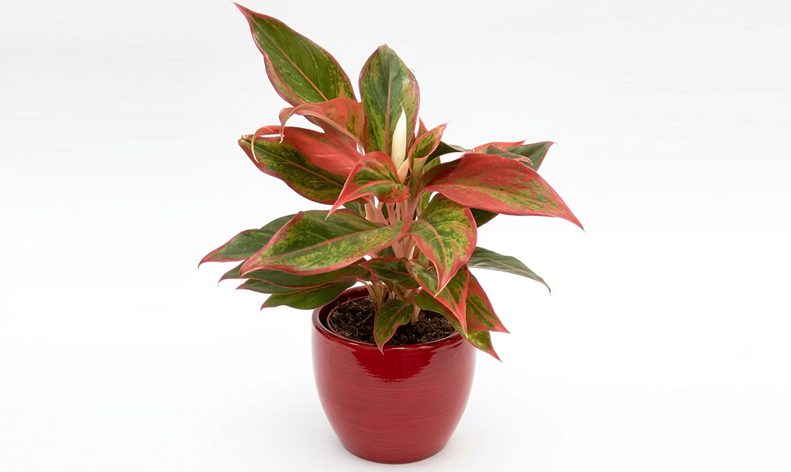 Aglaonema