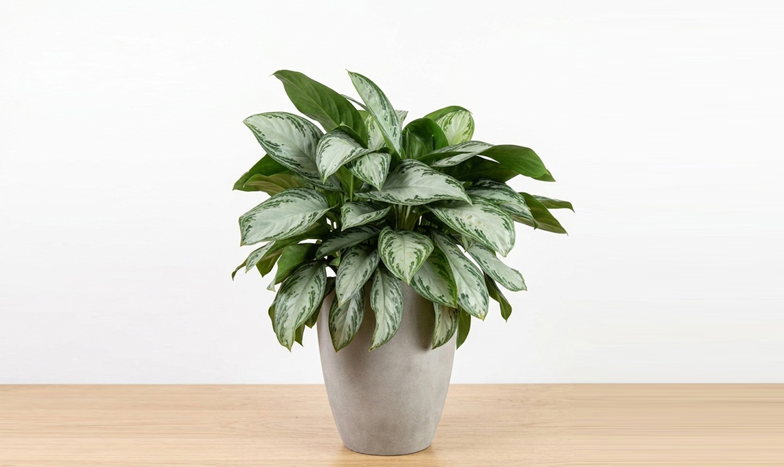 Aglaonema