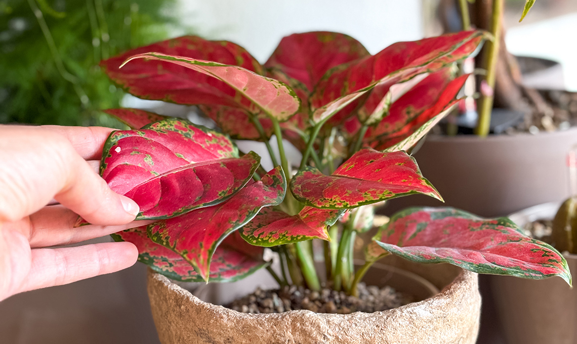 Aglaonema