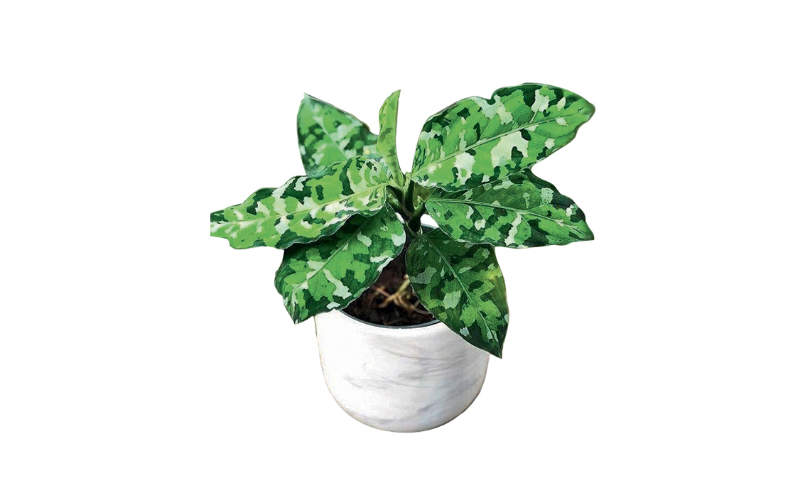 Aglaonema